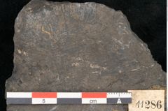 Foto (Detailansicht) von Lepidostrobus variabilis Lindley et Hutton (NHMW-GEO-2024-0188-11286)